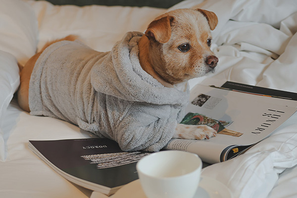 Pet Maison